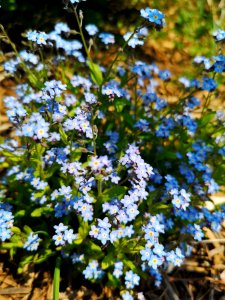 Forget-me-not (Myosotis sp.) This one is smaller than the rest. Smaller flowers, more dwarf and compact habit