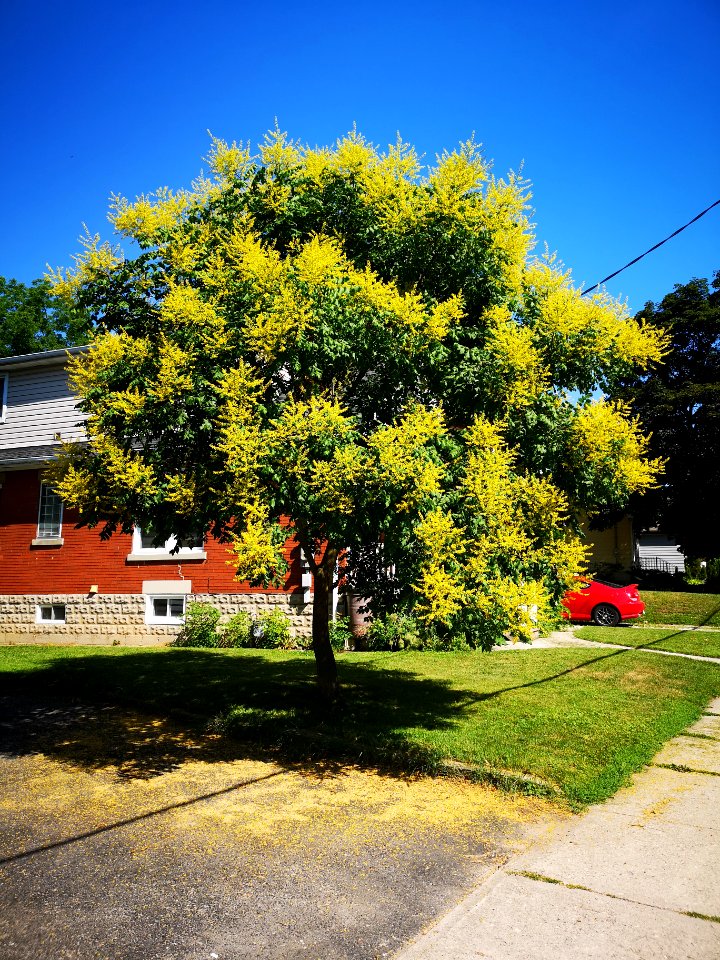 Goldenrain tree (Koelreuteria paniculata)