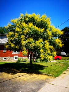 Goldenrain tree (Koelreuteria paniculata)