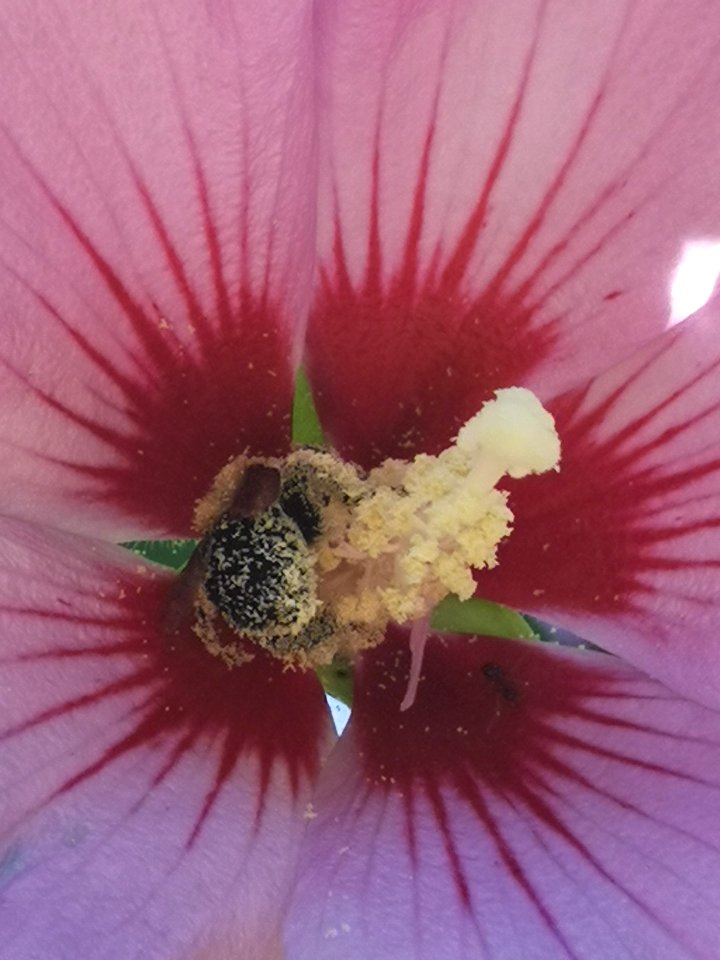 Bumblebee covered in pollen from rose of Sharon (Hibiscus syriacus)