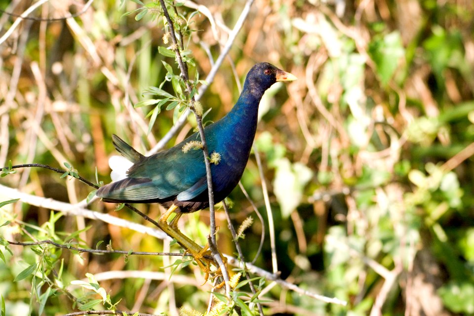 Purple Gallinule (1), NPSPhoto, R. Cammauf