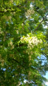 Robinia pseudoacacia