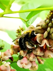 Carpenter bee Xylocopa virginica visiting hopniss Apios americana flowers