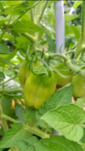 San Marzano tomatoes (self-seeded), some blossom end rot