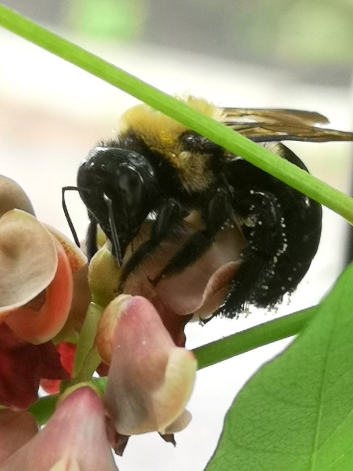 Carpenter bee Xylocopa virginica nectar robbing hopniss Apios americana flowers
