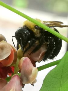 Carpenter bee Xylocopa virginica nectar robbing hopniss Apios americana flowers