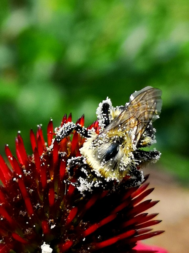 Bumblebee covered with pollen visiting coneflower Echinacea 'Cheyenne Spirit'