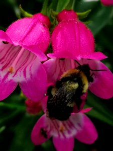 Bumblebee (Bombus) visiting hybrid beardtongue flowers Penstemon Red Rocks