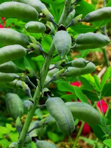 False indigo (Baptisia sp.) seedpods