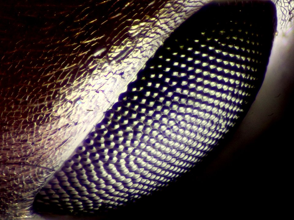 2017-05-05-16.58.10 ZS PMax