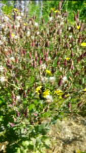 Bumblebee in lettuce Red Flamingo flower