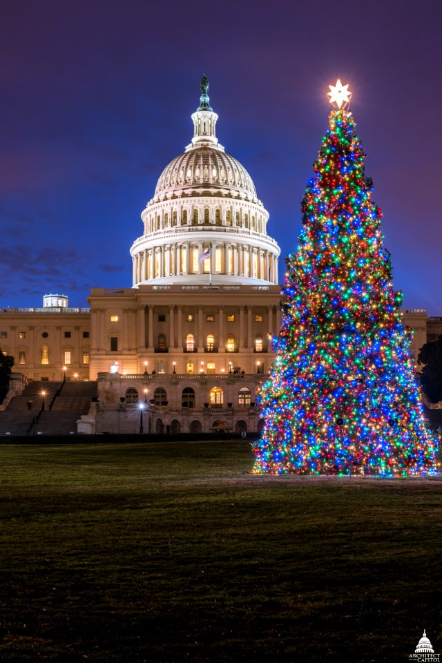2017 U.S. Capitol Christmas Tree Lit-vertical