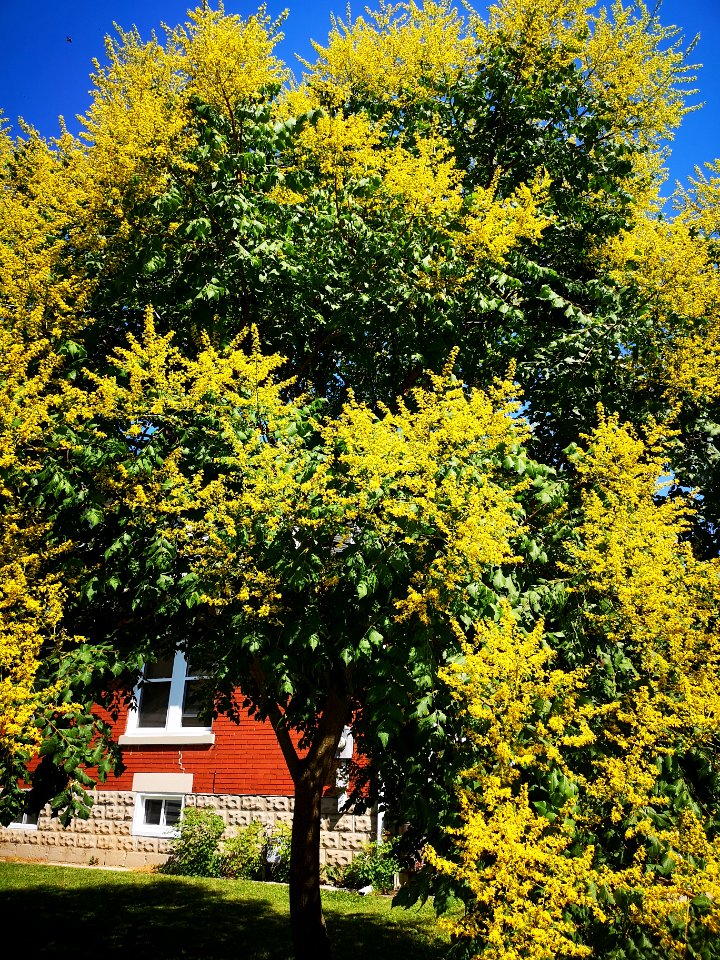 Goldenrain tree (Koelreuteria paniculata)