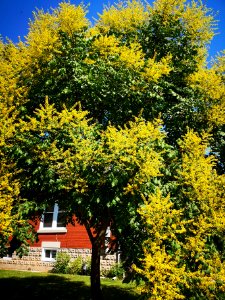 Goldenrain tree (Koelreuteria paniculata)