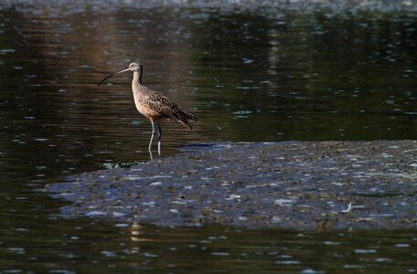 Water marsh wildlife photo