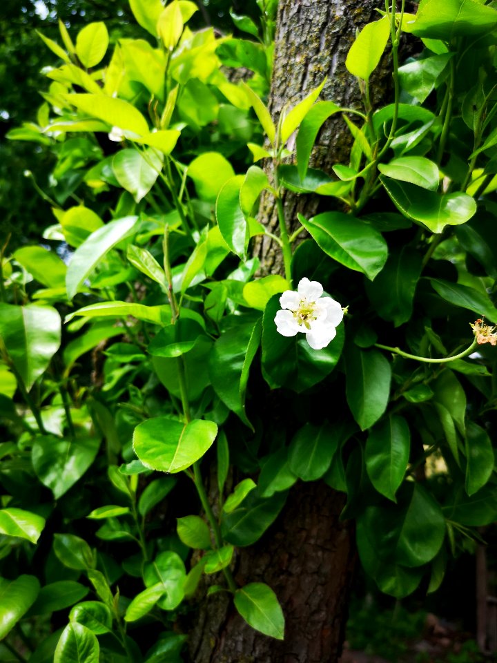 Pear shoots and flowers growing from the trunk that was cut back