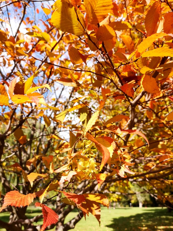 Hornbeam. Carpinus photo