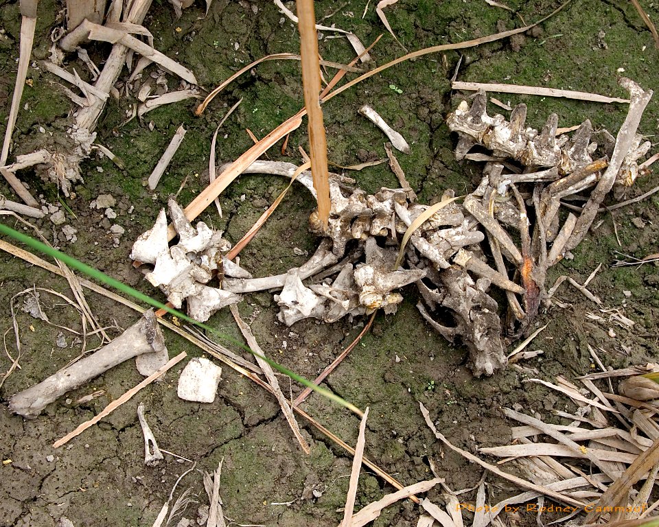Alligator Bones, NPSPhoto, R. Cammauf