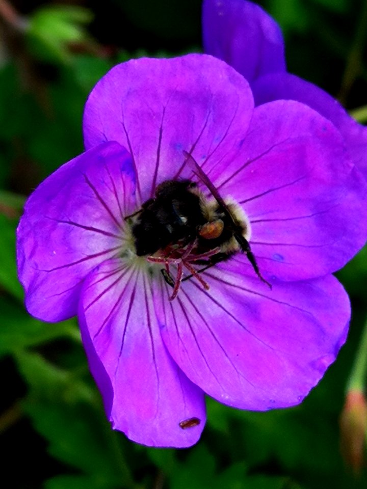 Bumblebee visiting cranesbill Geranium Azure Rush