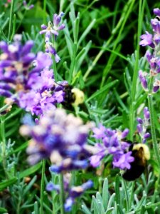 Lavender with bees photo