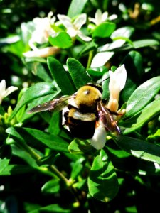 Bee and daphne