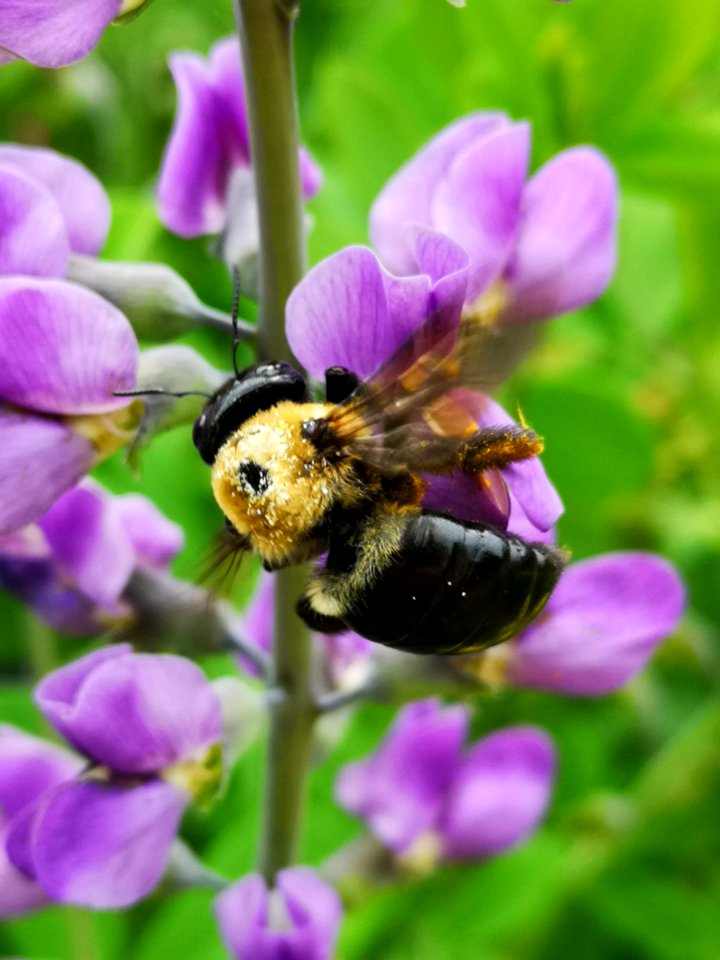 Bee visiting false indigo (Baptisia) flowers