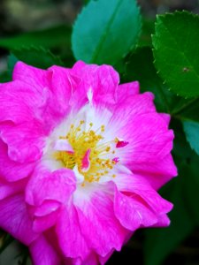 Pink rose, cultivar unknown photo