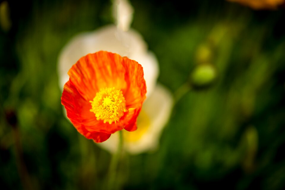 Plant blossom bloom