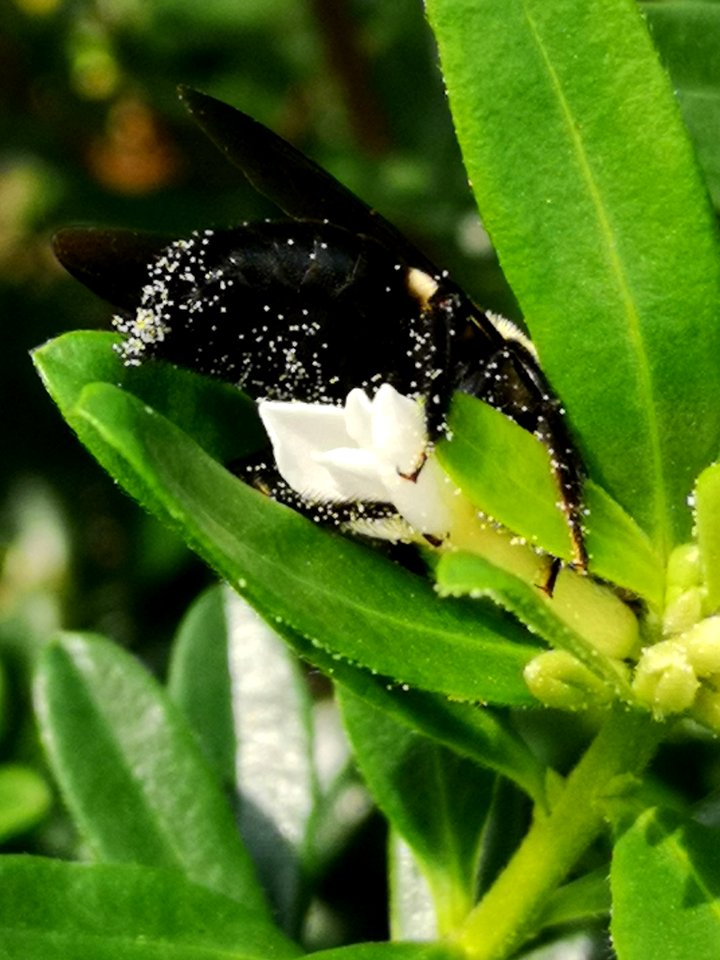 Carpenter bee nectar robbing Daphne Eternal Fragrance