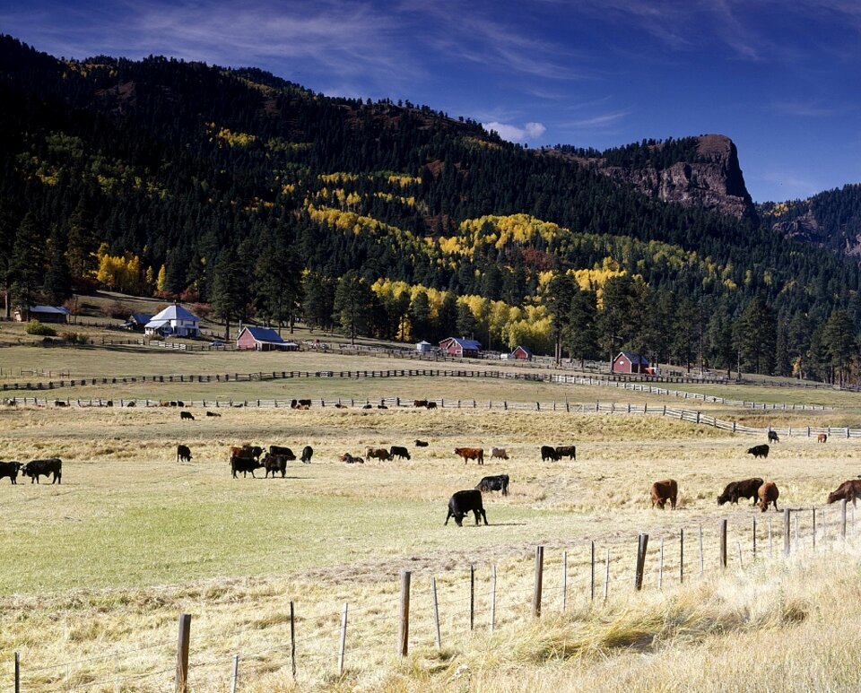 Eating pasture fences