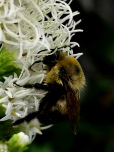 Bumblebee visiting gayfeather Liatris spicata Floristan White photo