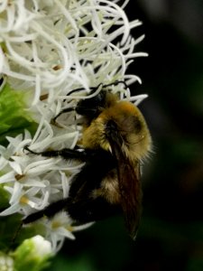 Bumblebee visiting gayfeather Liatris spicata Floristan White