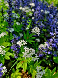 Woodruff (Galium odoratum) and bugle (Ajuga Chocolate Chip) fighting it out photo