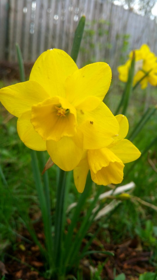 Quail daffodil, very fragrant