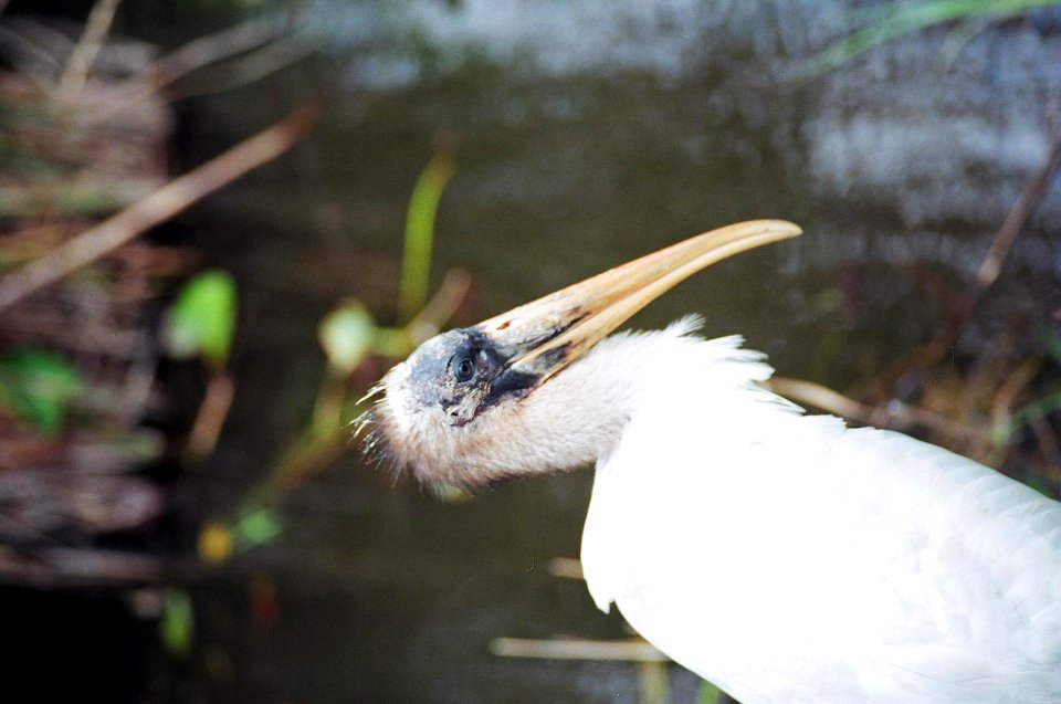 Immature Wood Stork (1), NPSPhoto, D.Harris