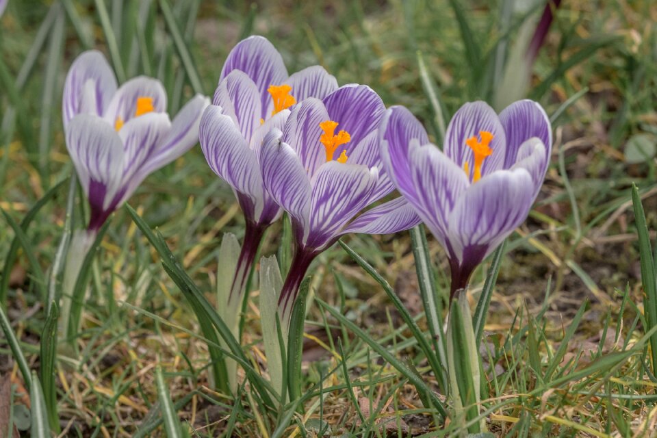Spring crocus bloom flowers