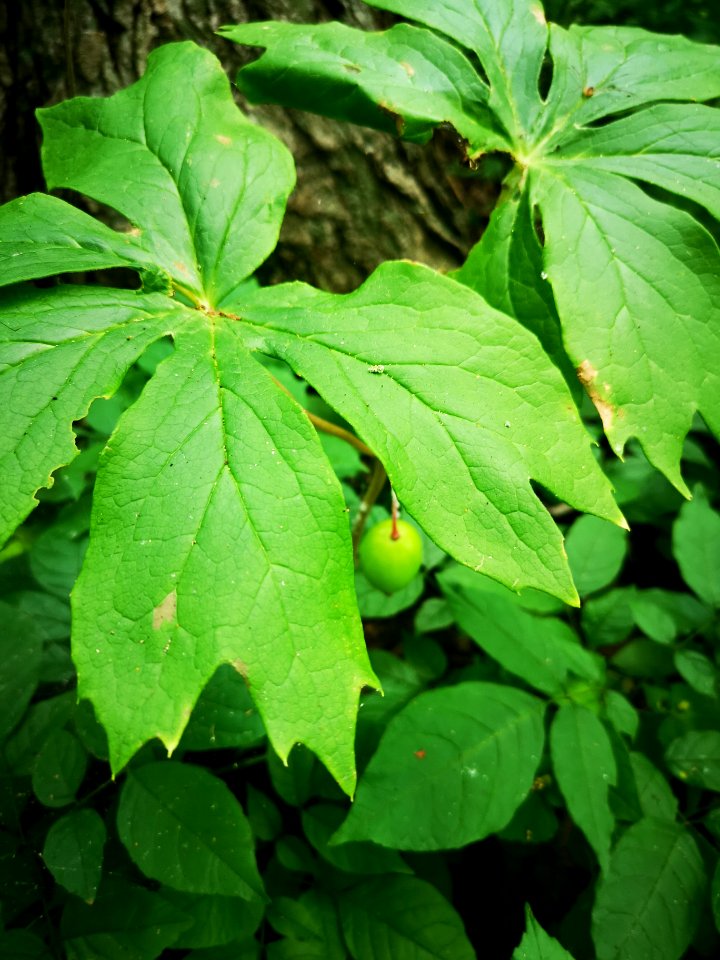 Mayapple (Podophyllum)