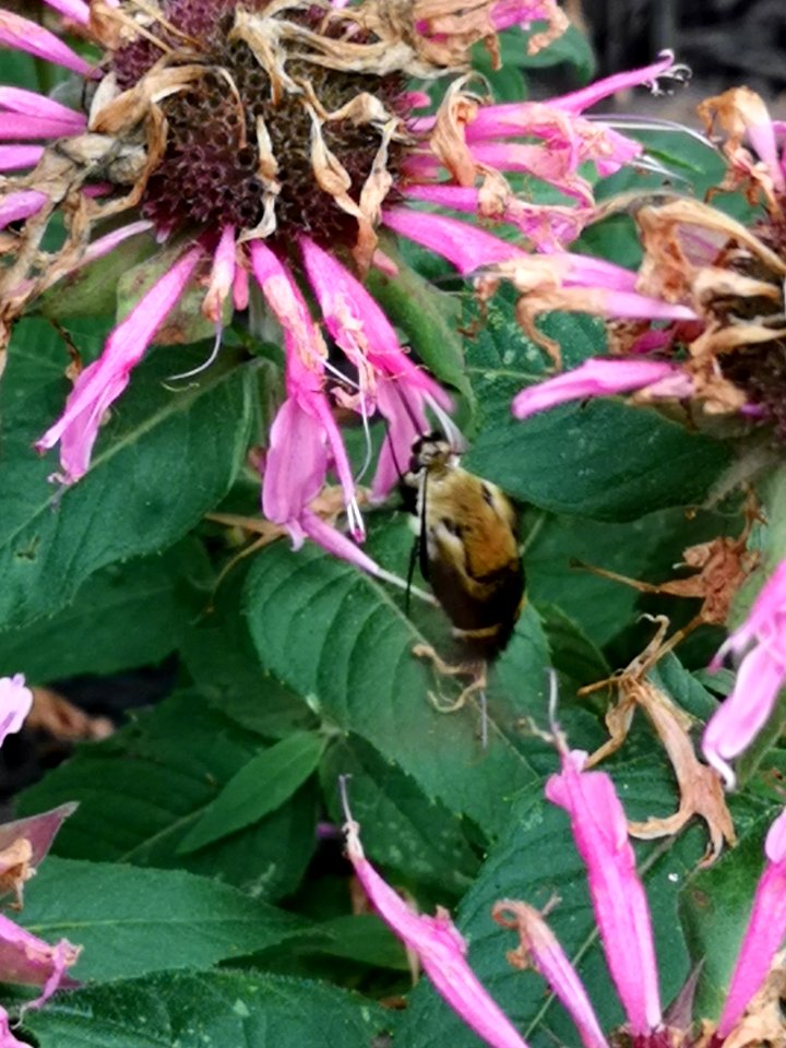 Snowberry clearwing moth (Hemaris diffinis) visiting bee balm (Monarda didyma 'Balmy Pink')