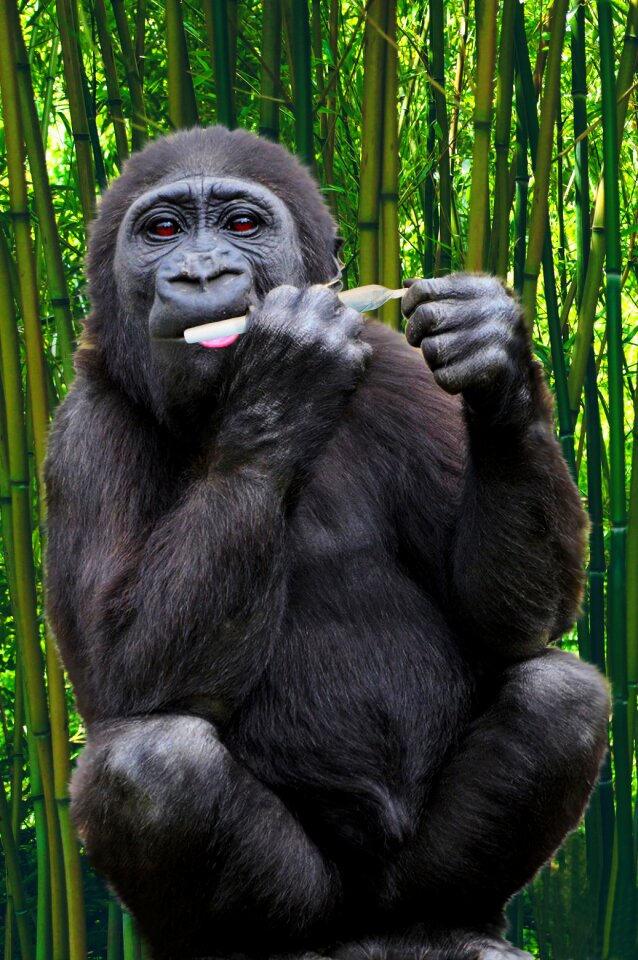 Monkey wildlife animal