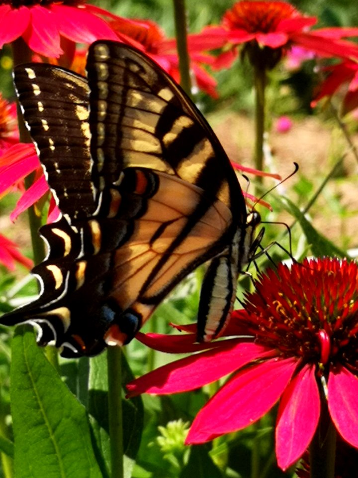 Canadian tiger swallowtail butterfly (Papilio canadensis) visiting coneflower (Echinacea 'Cheyenne Spirit')