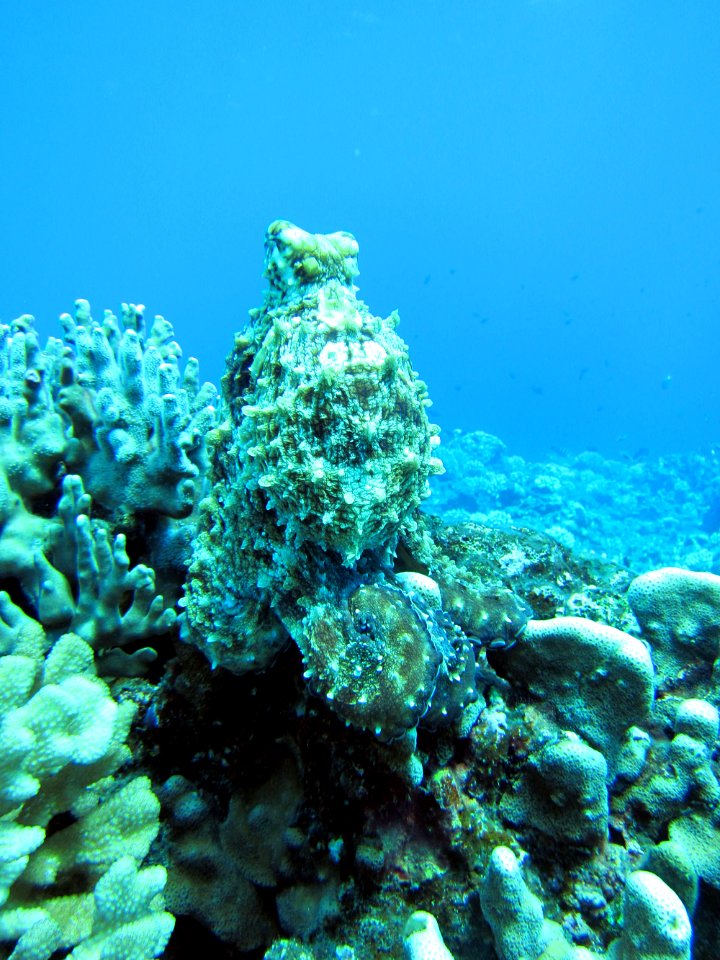 octo camo