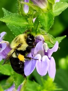 Bee visiting blue cardinal flower Lobelia siphilitica