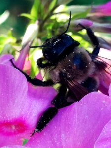 Carpenter bee Xylocopa virginica visiting Phlox paniculata