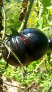 Black Beauty tomatoes ripening