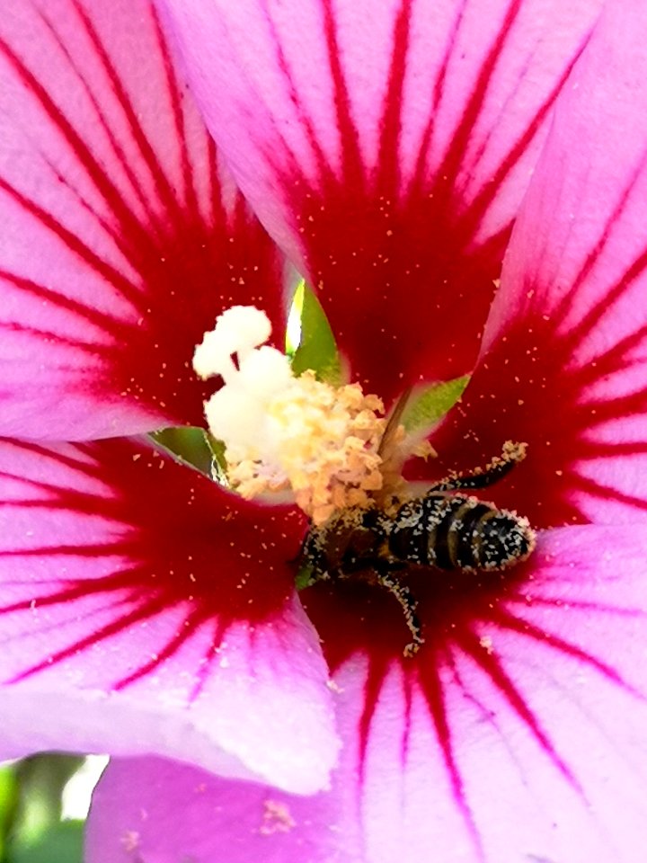 Honeybee visiting Hibiscus syriacus with pollen