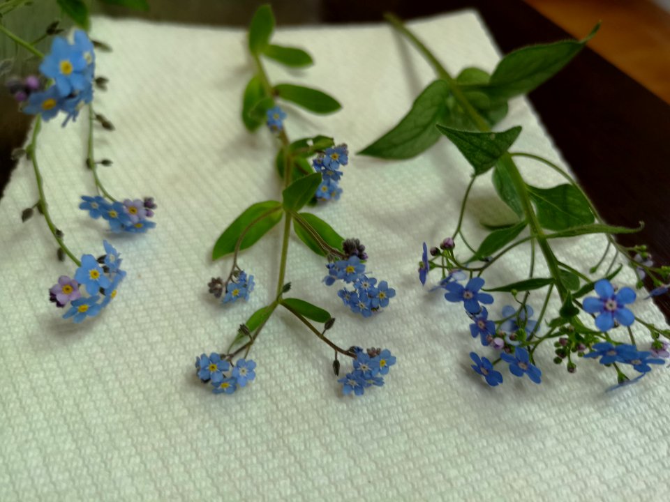 Comparing Myosotis and Brunnera. Big forget-me-not vs small forget-me-not vs Brunnera