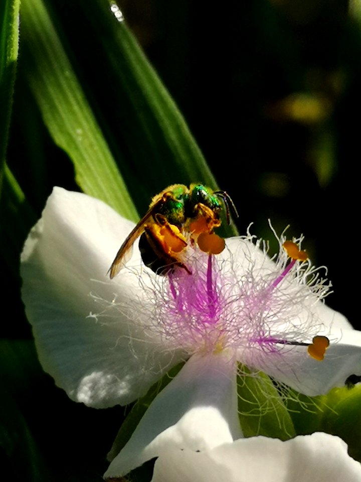 Sweat bee and spiderwort