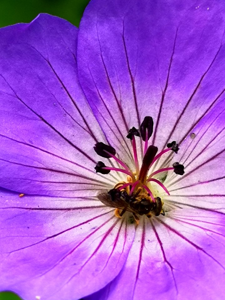 Cranesbill (Geranium hybrid 'Azure Rush') with bee