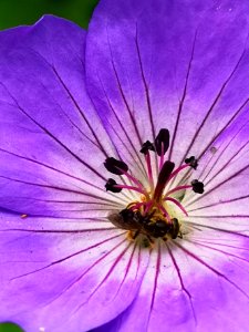 Cranesbill (Geranium hybrid 'Azure Rush') with bee