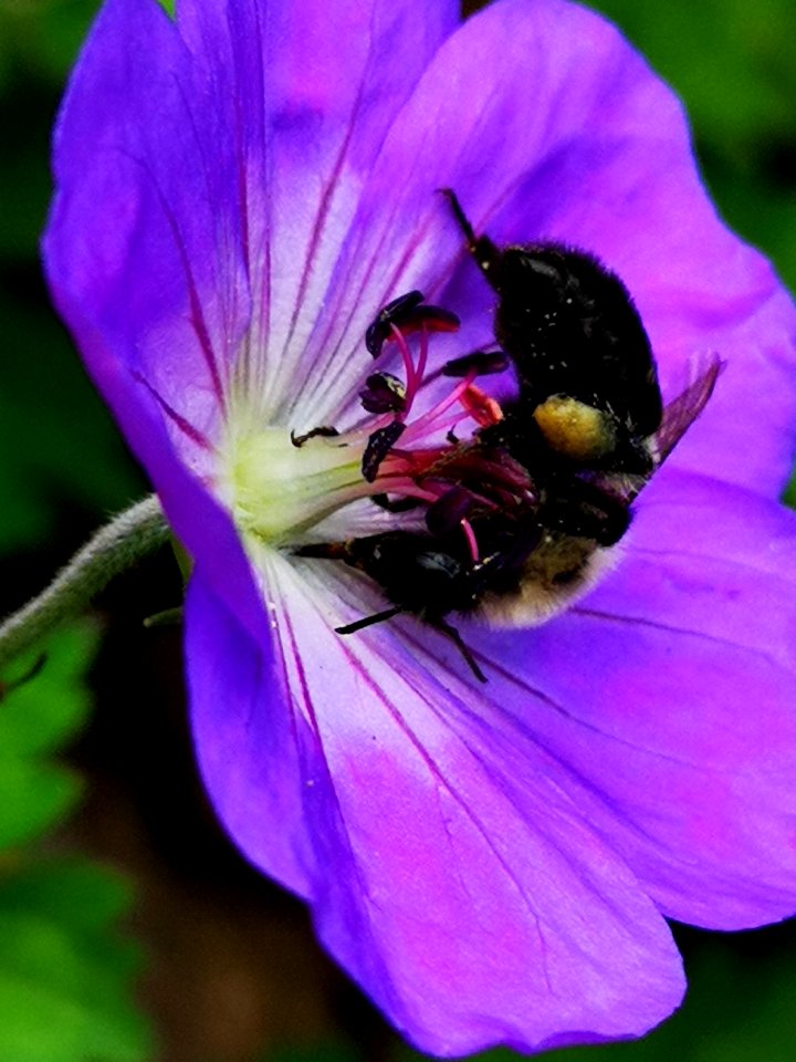Bumblebee visiting cranesbill Geranium Azure Rush